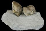 Multiple Fossil Brachiopod (Hebertella) Plate - Kentucky #136604-1